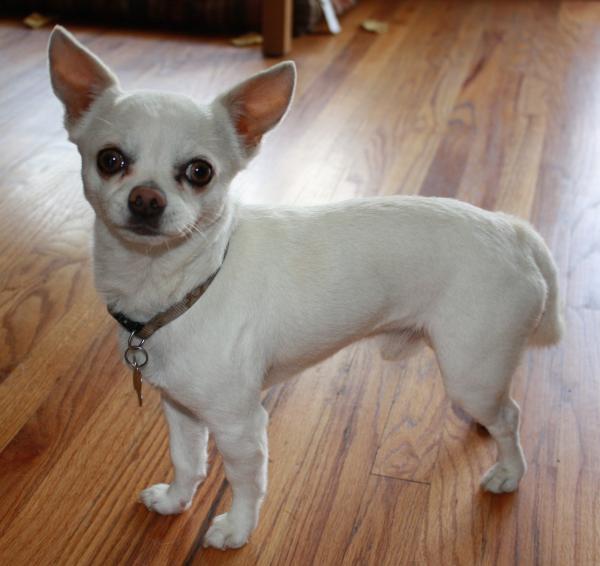 White Chihuahua Mix
