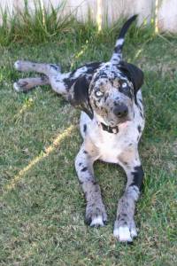 grey and black spotted dog