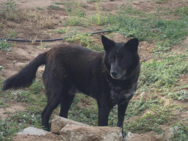 black queensland heeler