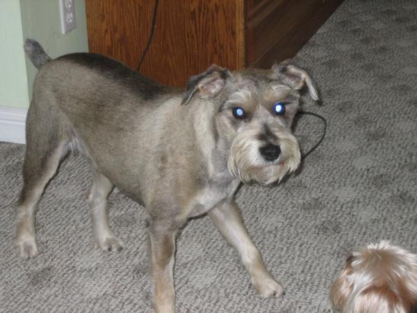 parson russell terrier schnauzer mix