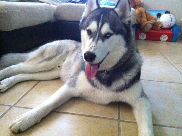 Lost BLACK / WHITE SIBERIAN HUSKY | San Diego Lost Dogs