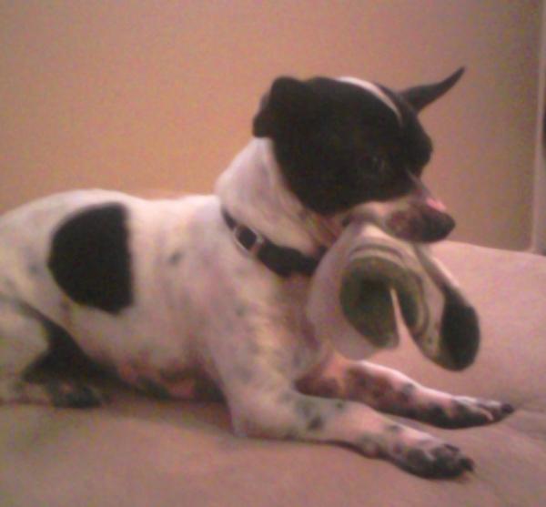 white chihuahua with black spots