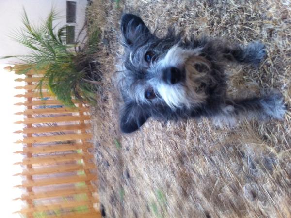 black and grey terrier