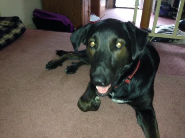 Lost black with white patch on chest Labrador mixed with shepard | San ...