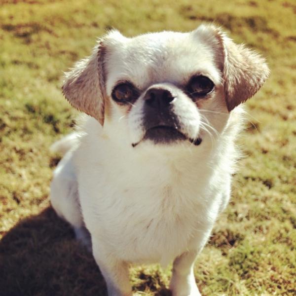 pekingese and chihuahua mix