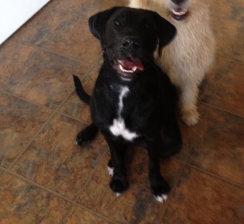 black lab with white spots