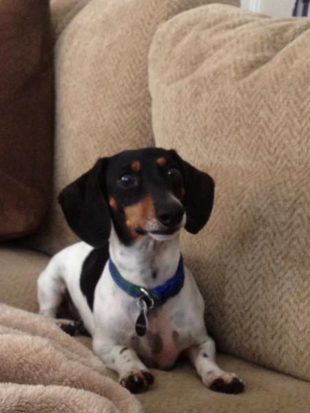 tri coloured dachshund