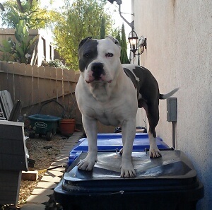 white pitbull with grey spots
