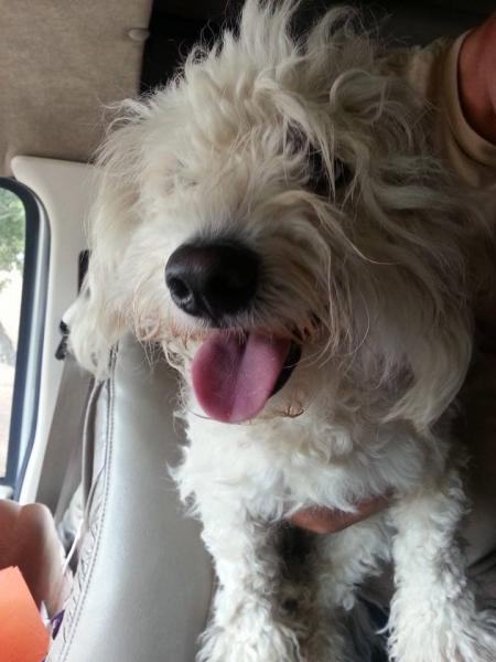 found dog san diego found dog san diego