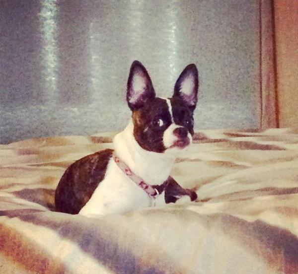 Lost Black And White Boston Terrier Chihuahua Mix San Diego Lost