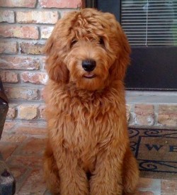 Lost brown Goldendoodle | San Diego Lost Dogs