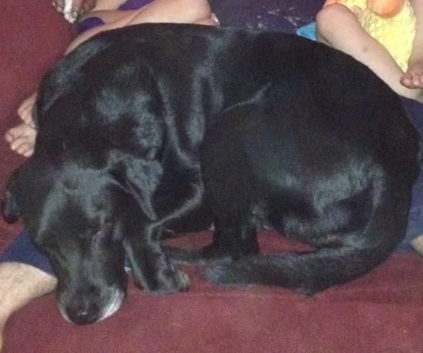 Successes Black Labrador Retriever San Diego Lost Dogs