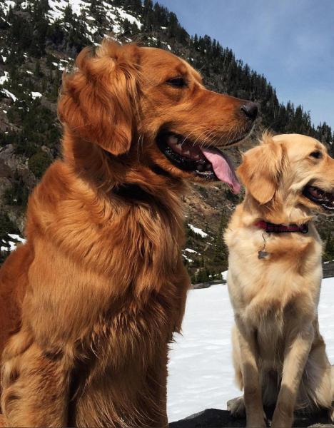 red gold golden retrievers