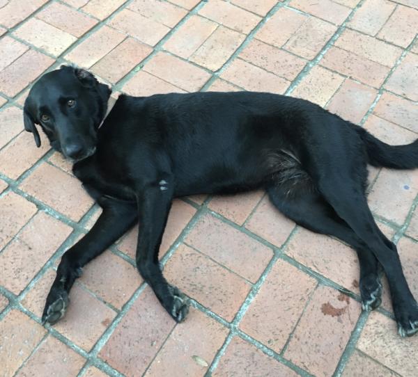 found dog san diego found dog san diego