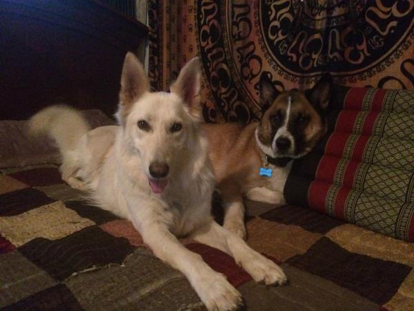 Lost All White And Black Brown White German Shepherd Mix And Akita Husky German Shepherd Mix San Diego Lost Dogs