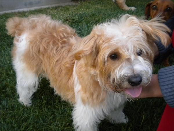 maltipoo terrier mix