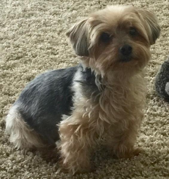 Lost Black Tan Yorkshire Terrier San Diego Lost Dogs