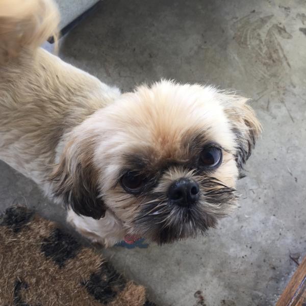 tan shih tzu