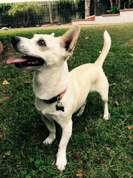 White Rat Terrier Chihuahua Mix Goldenacresdogs White Rat Terrier Chihuahua Mix
