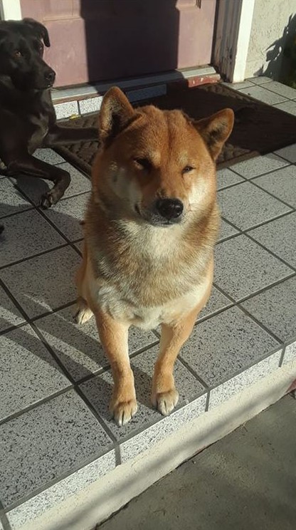 Lost Ginger White Shiba Inu San Diego Lost Dogs