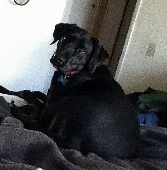 Successes BLACK labrador mix San Diego Lost Dogs